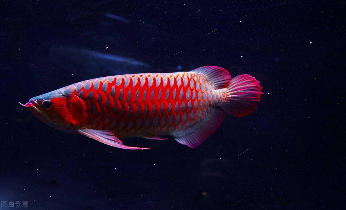 养龙鱼应该注意些什么喂鱼最简单的却最容易犯错