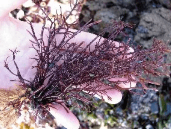 过年氛围组!将新春的气息,凝成最q弹的"冻儿"