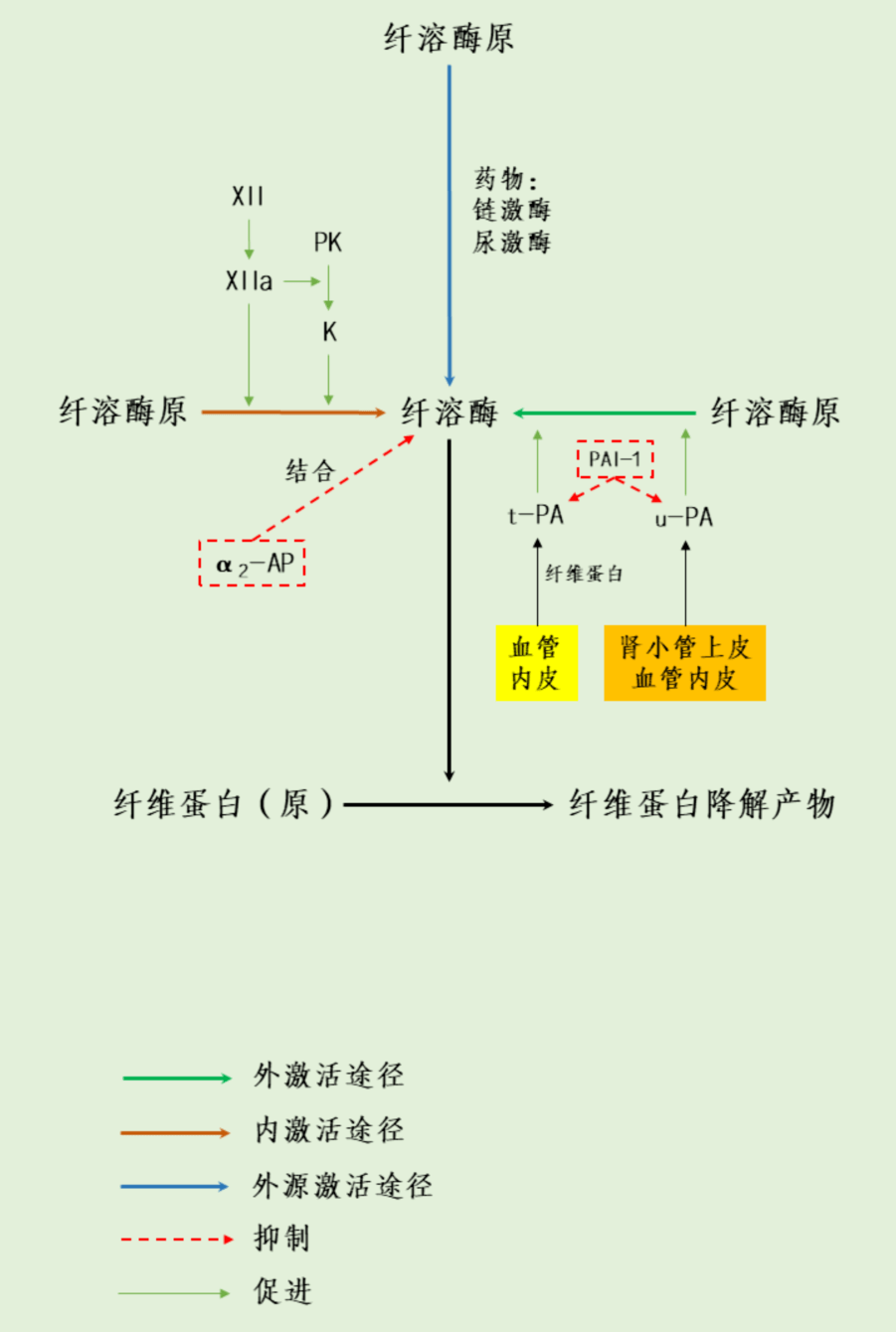 一图get纤维蛋白溶解系统