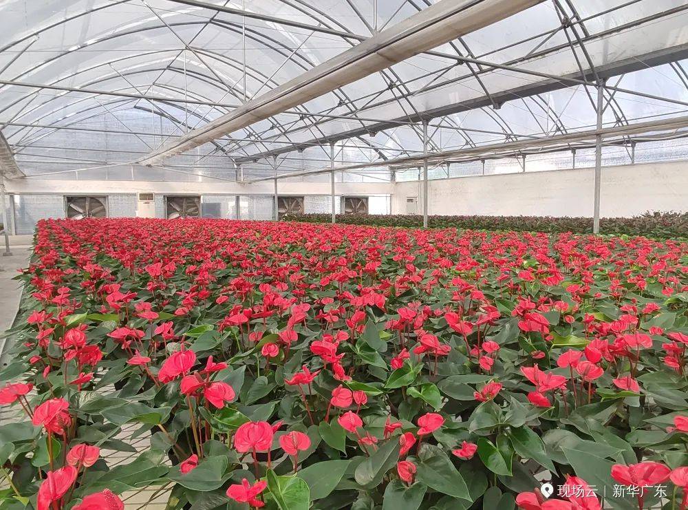作为广州农业农村大区,从化花卉种植面积约302万亩,年产值105亿元