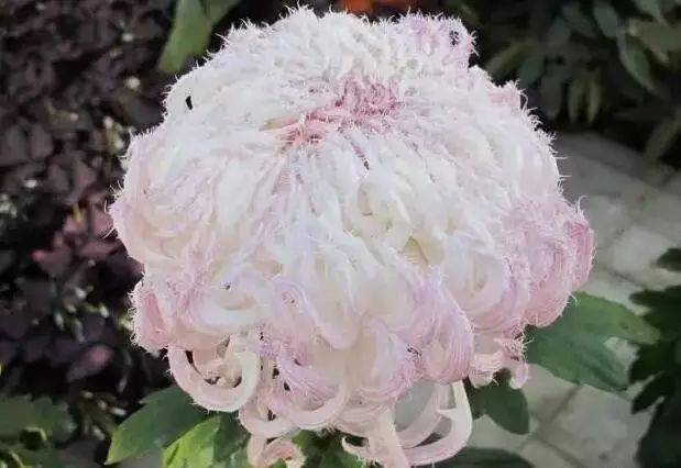 世界最美菊花 80朵终于集齐 太珍贵了 盘龙