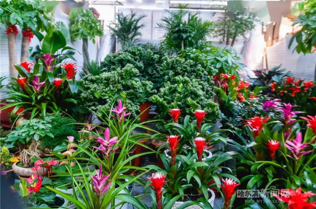 盆栽花卉种类大全 04b98dce1f0741e59bf66686fe0e4a54.jpeg