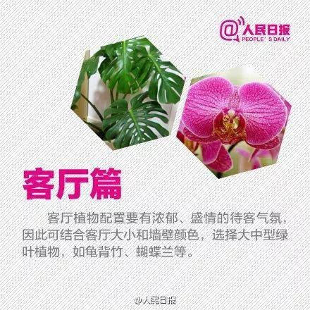 收藏 春节在家养花 不同位置要摆不同的花 植物