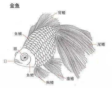 金鱼的身体结构图外部图片