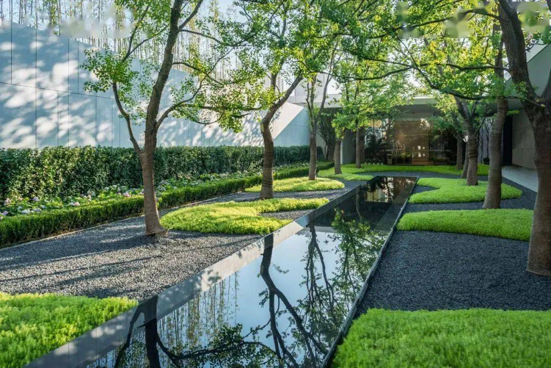 乌桕,在现代景观中演绎光与影的故事