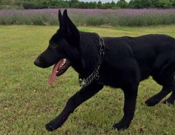 74养只纯黑色的狗是一种什么样的体验