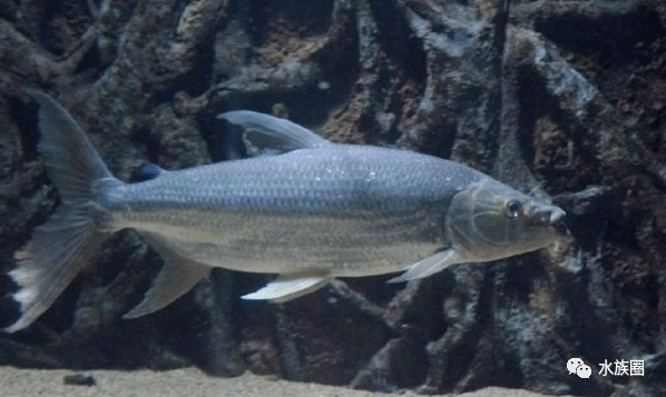 鱼类品种大全名字 bf87db798c26426c8c47aa8210e5a8af.png