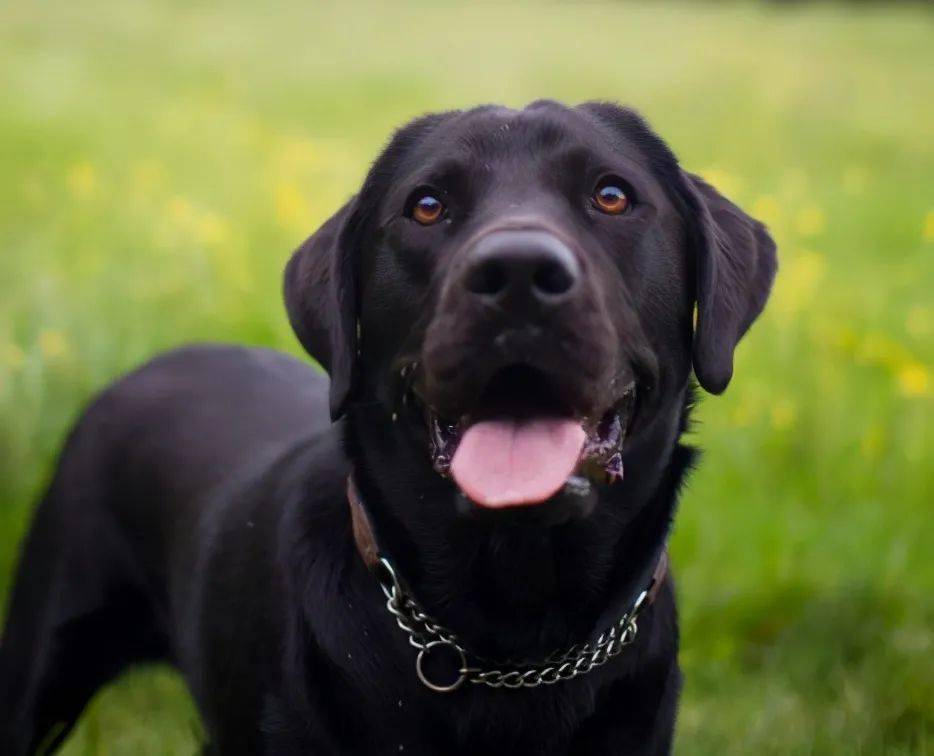 6,黑狗晚上看不见黑色的狗狗在晚上的时候是很难看到的,要是你没有牵
