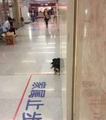 狗又不會說話，你怎麼知道它愛你？ 萌趣萌寵 第22张