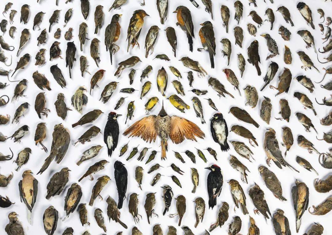 2020年bigpicture自然世界摄影大赛获奖作品