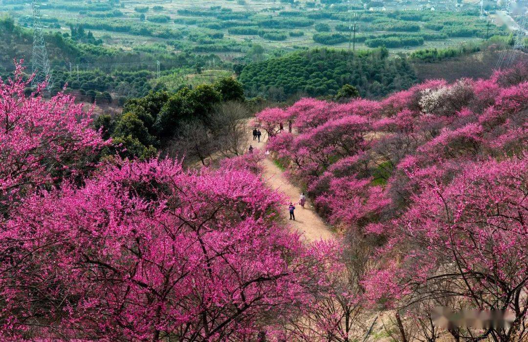 宁波奉化梅花谷图片