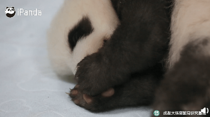 大熊猫的爪爪肉垫有多可爱网友这样粉嫩嫩的肉垫我能捏一天