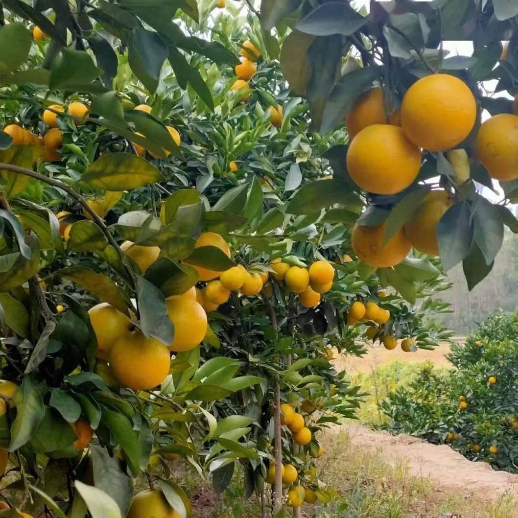 红江橙：橙色果实中的甜蜜秘密
