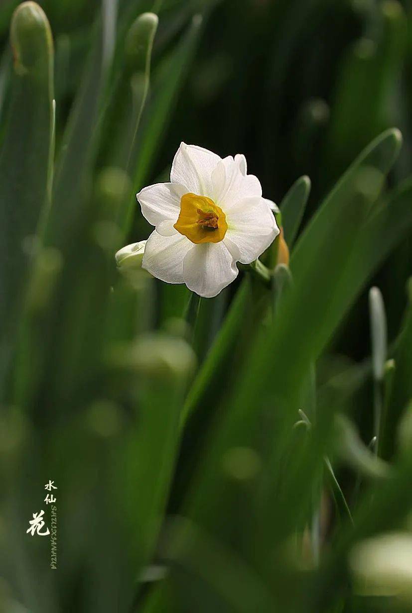 水仙花开