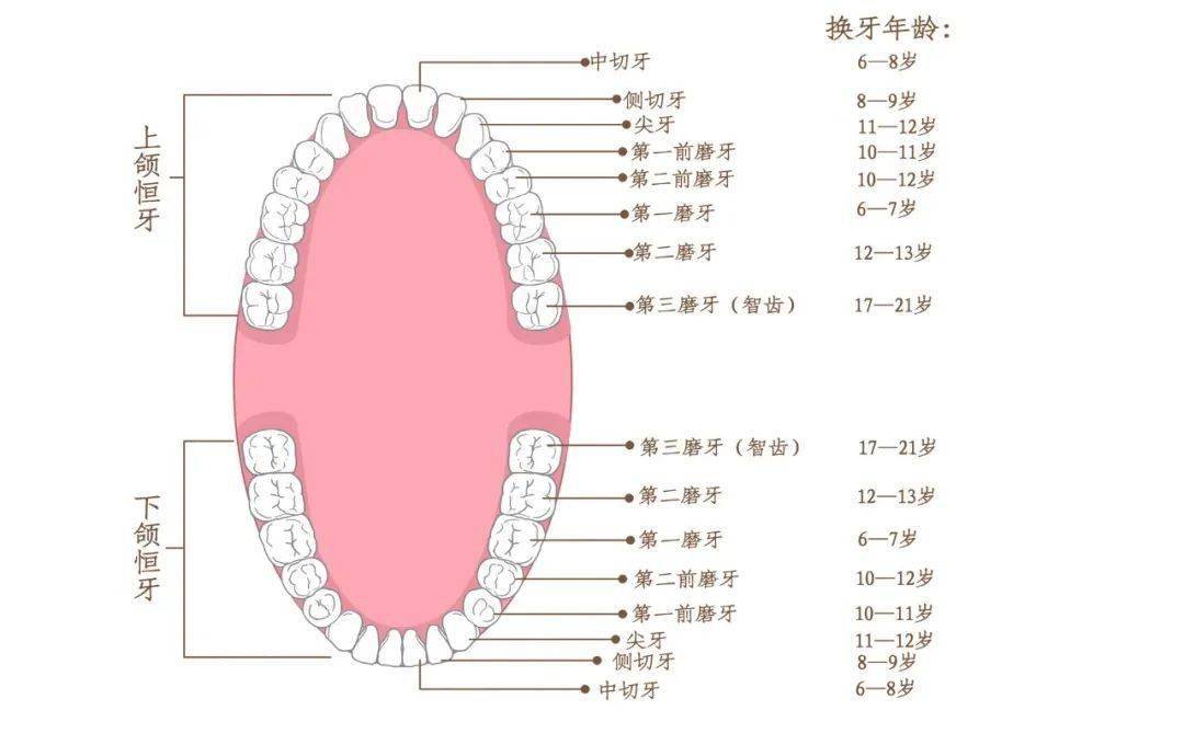 牙齿的分布图片图片