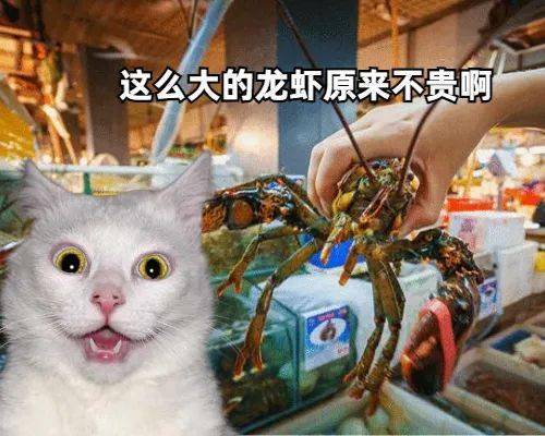 當北方貓貓第一次見到南方海鮮時...... 萌趣萌寵 第7张