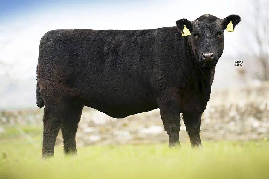 亚伯丁安格斯牛图片来源:https://www.macgregorphotography.