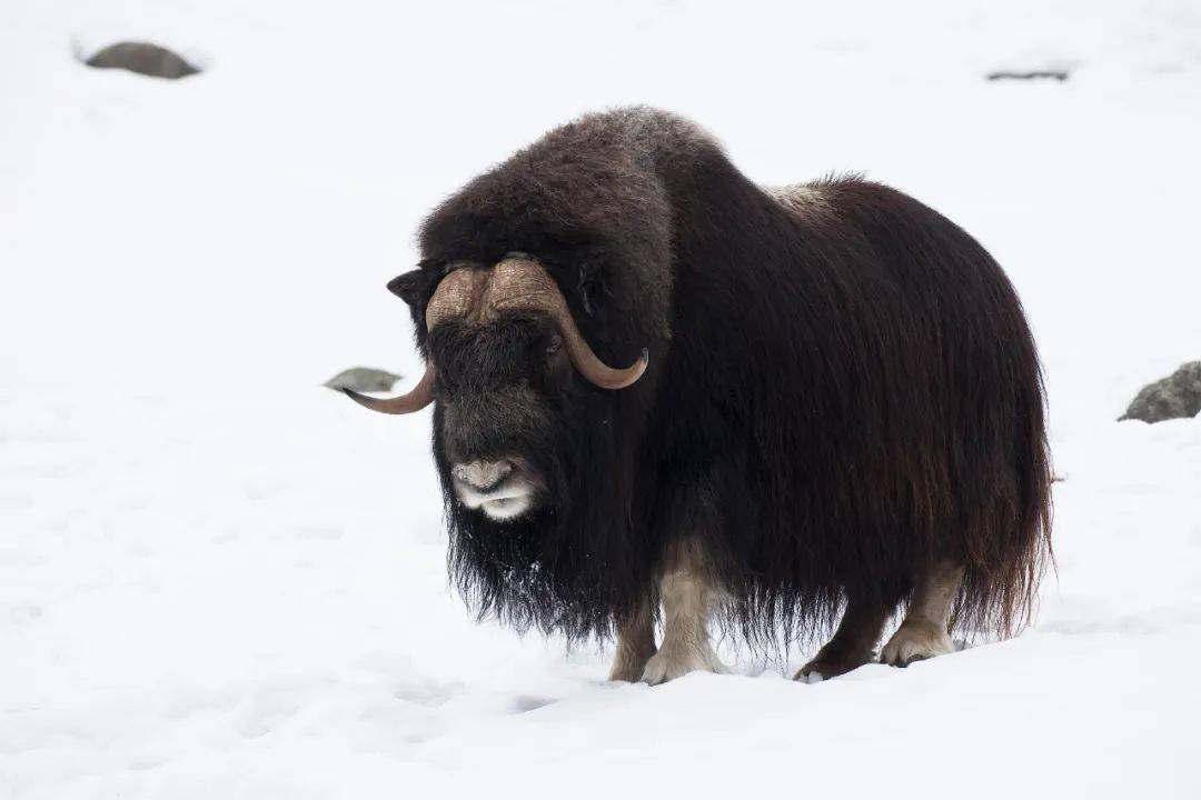 "牛"转乾坤,牛气冲天,牛运亨通……牛界"明星"大拜年!_麝牛