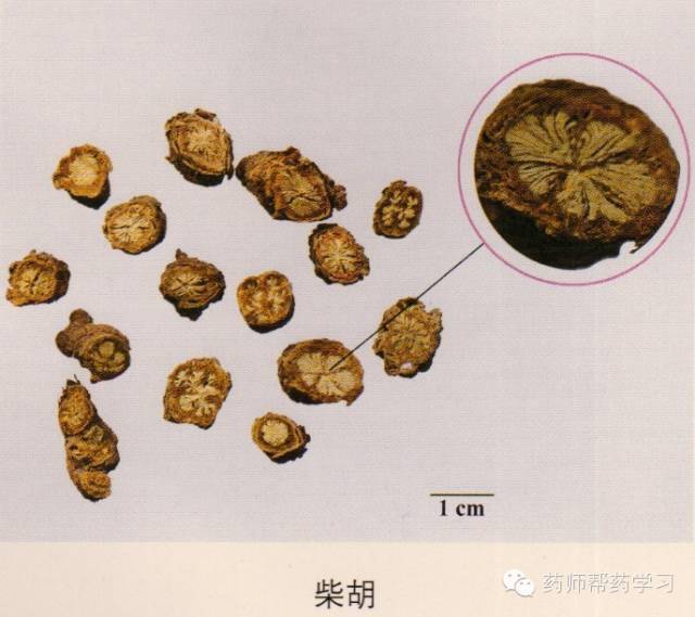 203味中药彩图图谱(附鉴别要点)_特征