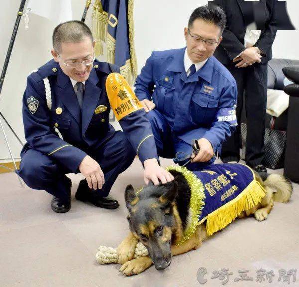 警犬搜尋失蹤者時自己走失了，然後被警犬搜尋...哈哈哈哈禁止套娃！ 萌趣萌寵 第12张