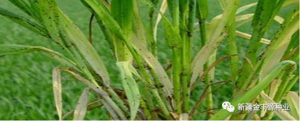 小麦蚜虫,皮蓟马等主要虫害综合防治技术为:(1)加强检疫:目前小麦黑僧