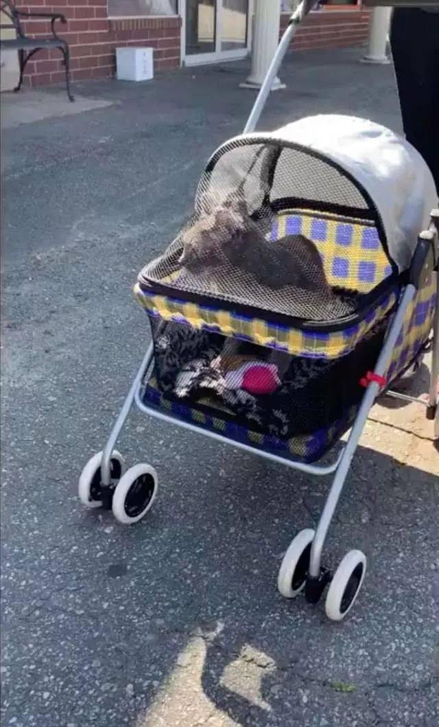 厭世貓咪有怪癖，整天賣萌撒嬌，就為坐嬰兒車去散步！ 萌趣萌寵 第4张