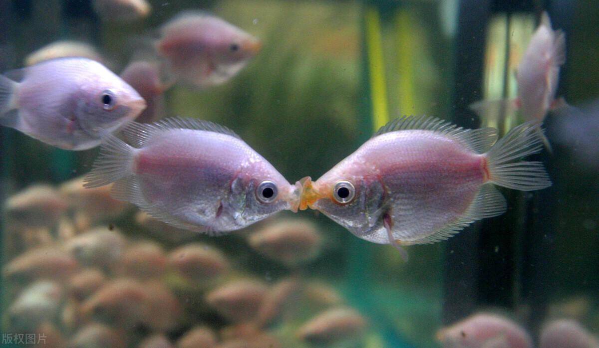 接吻鱼怎么养从选鱼到繁殖小鱼这些经验能帮你养好它