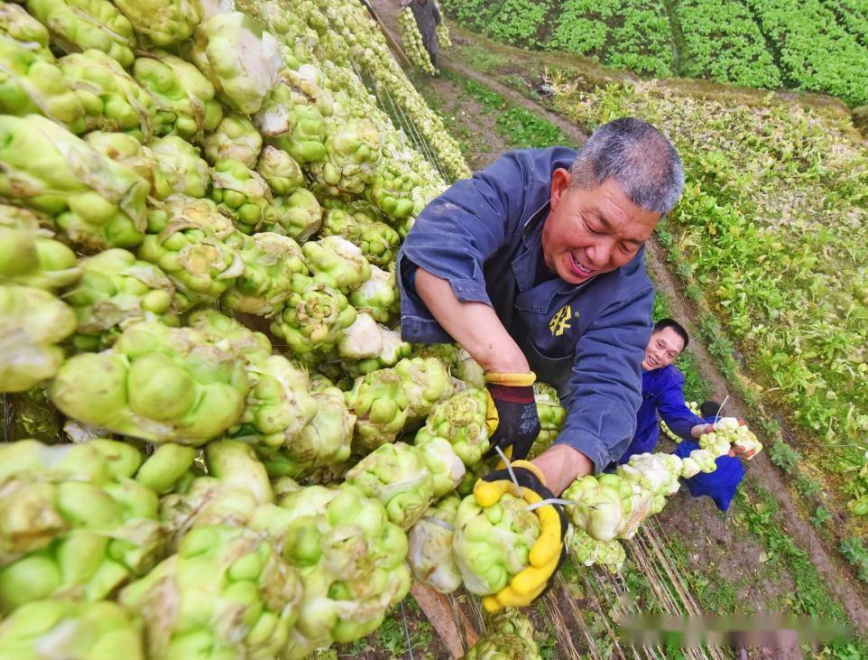 重庆涪陵青疙瘩变金疙瘩