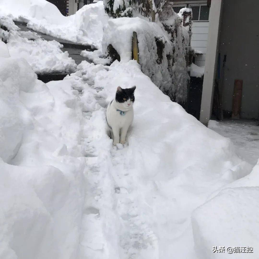温泉馆门前被厚积雪盖住,猫店长化身高速铲雪机开路