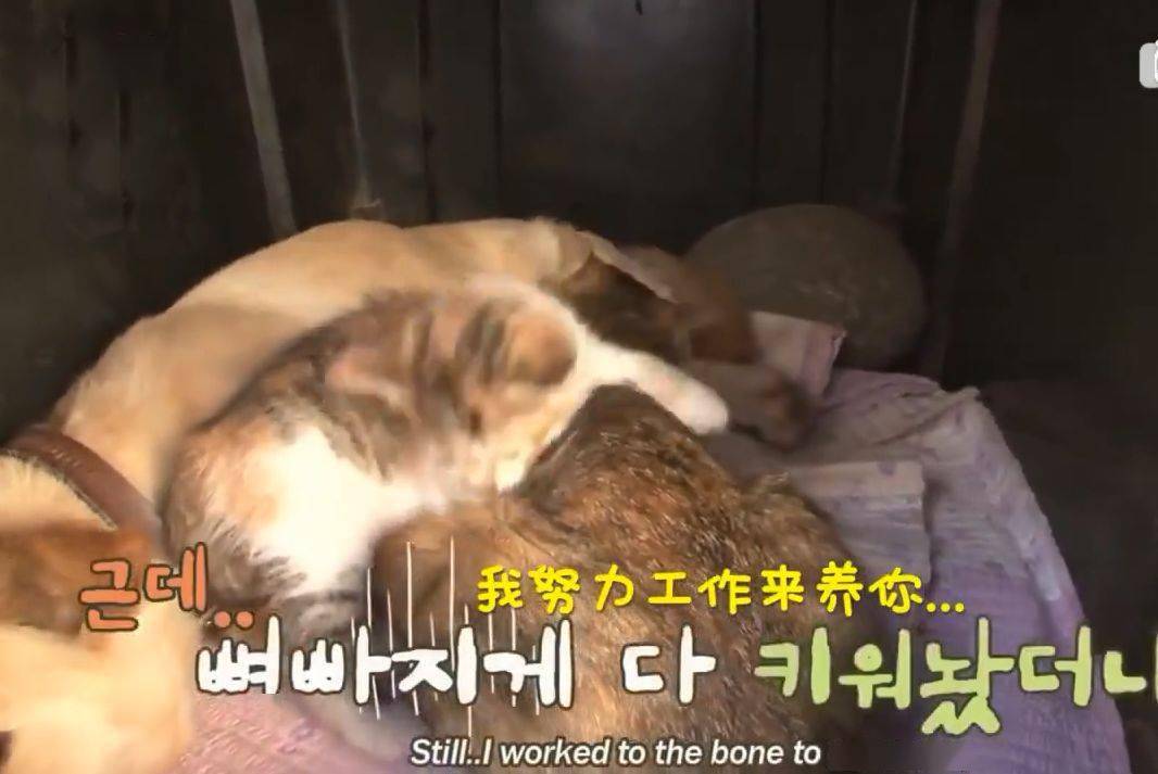 狗媽媽竟然生出了一隻貓寶寶，主人無比確定：是真的，不騙人！ 萌趣萌寵 第12张