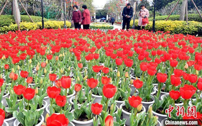 福州郁金香花盛放贺新春