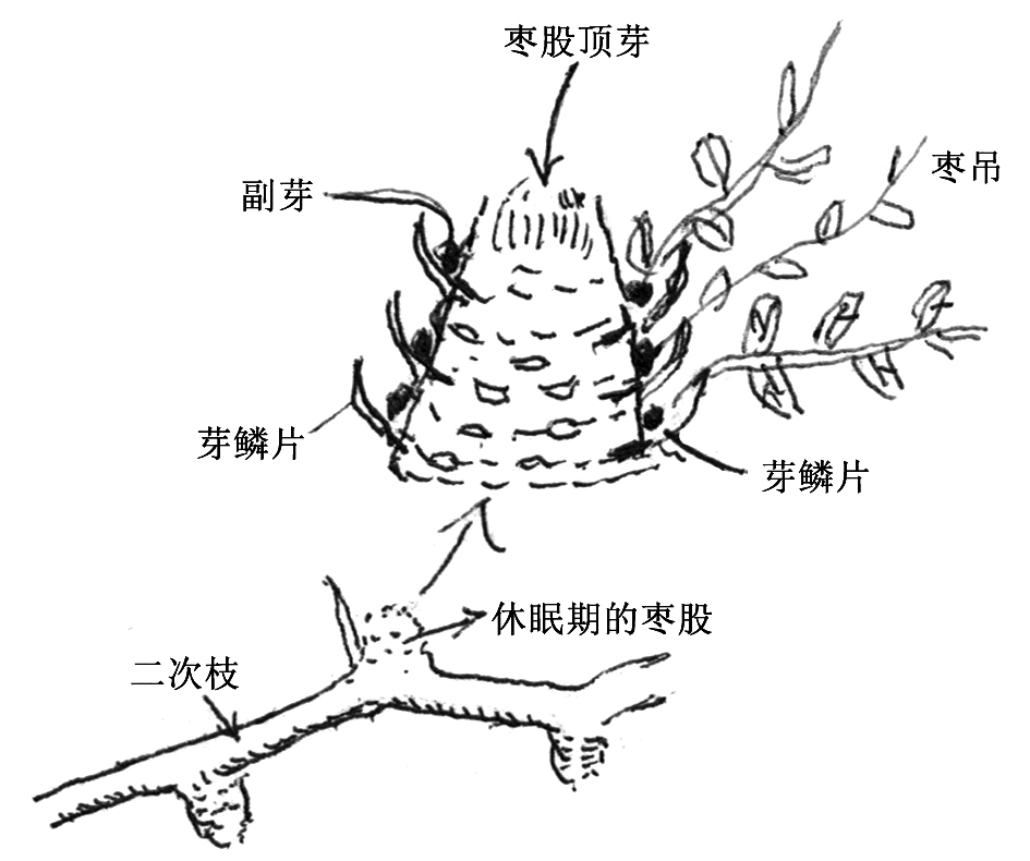 枣树的生长结果特性及栽培关键技术