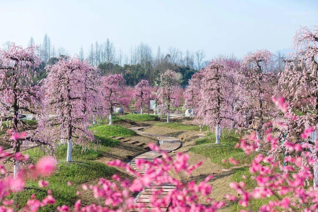 过年赏花线路走起来都江堰问花村花开正好