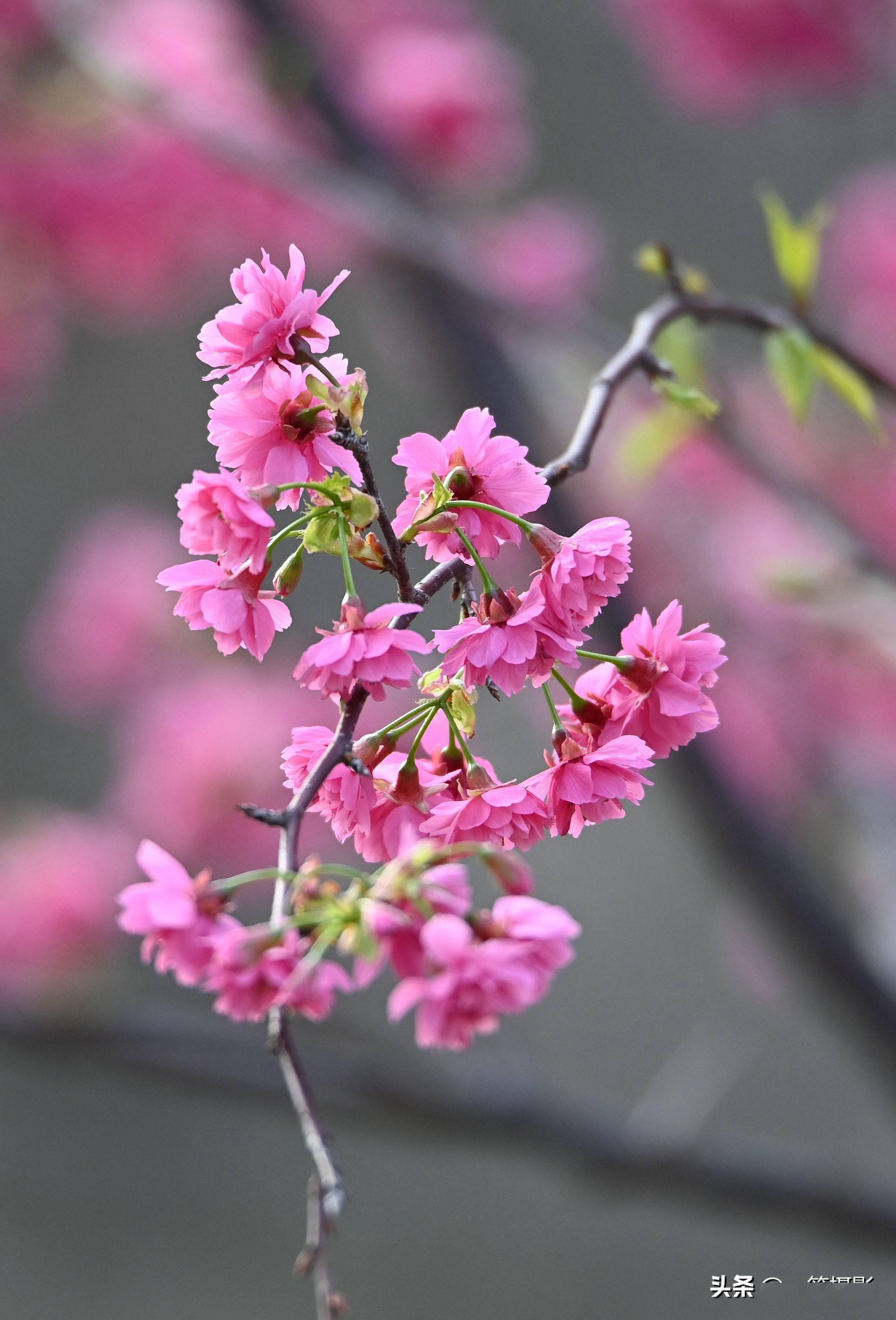 重瓣钟花樱桃,满屏迎新年_樱花