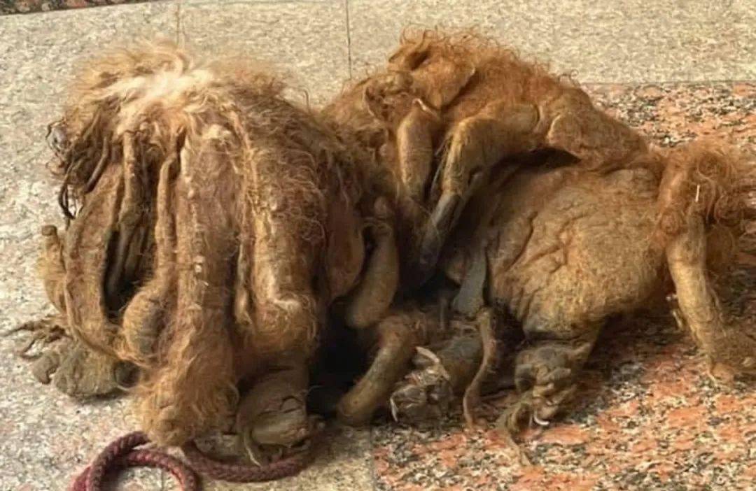路上偶遇一隻長毛怪，剃毛後大家驚呆：它竟然如此美！ 萌趣萌寵 第3张
