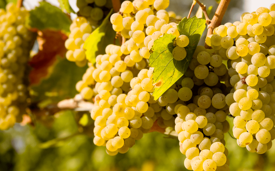 奇朔红酒学院孔得里约的维欧尼condrieuaocviognier