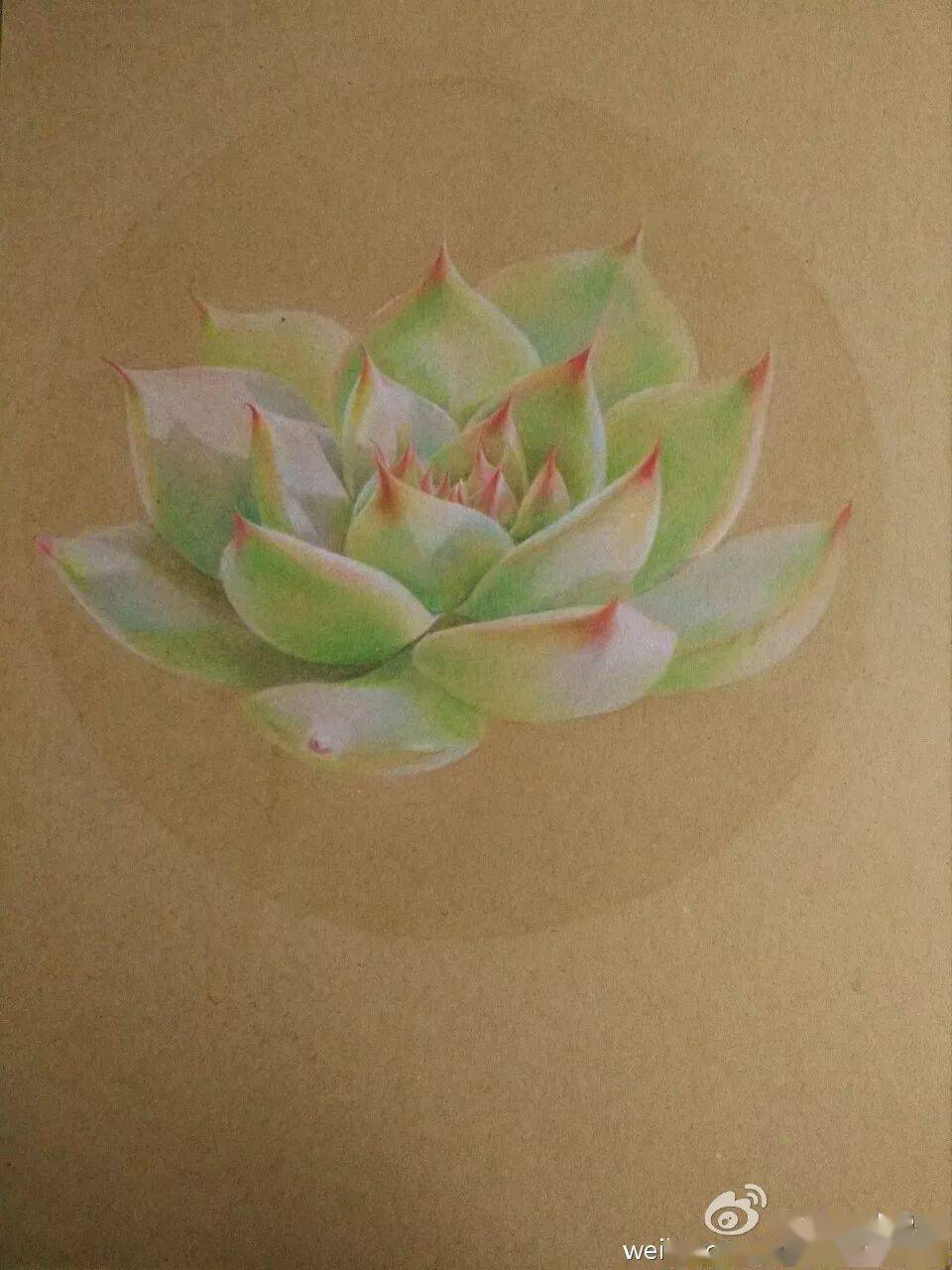 明明是彩铅画,却画出了典雅的国画风~_昙花