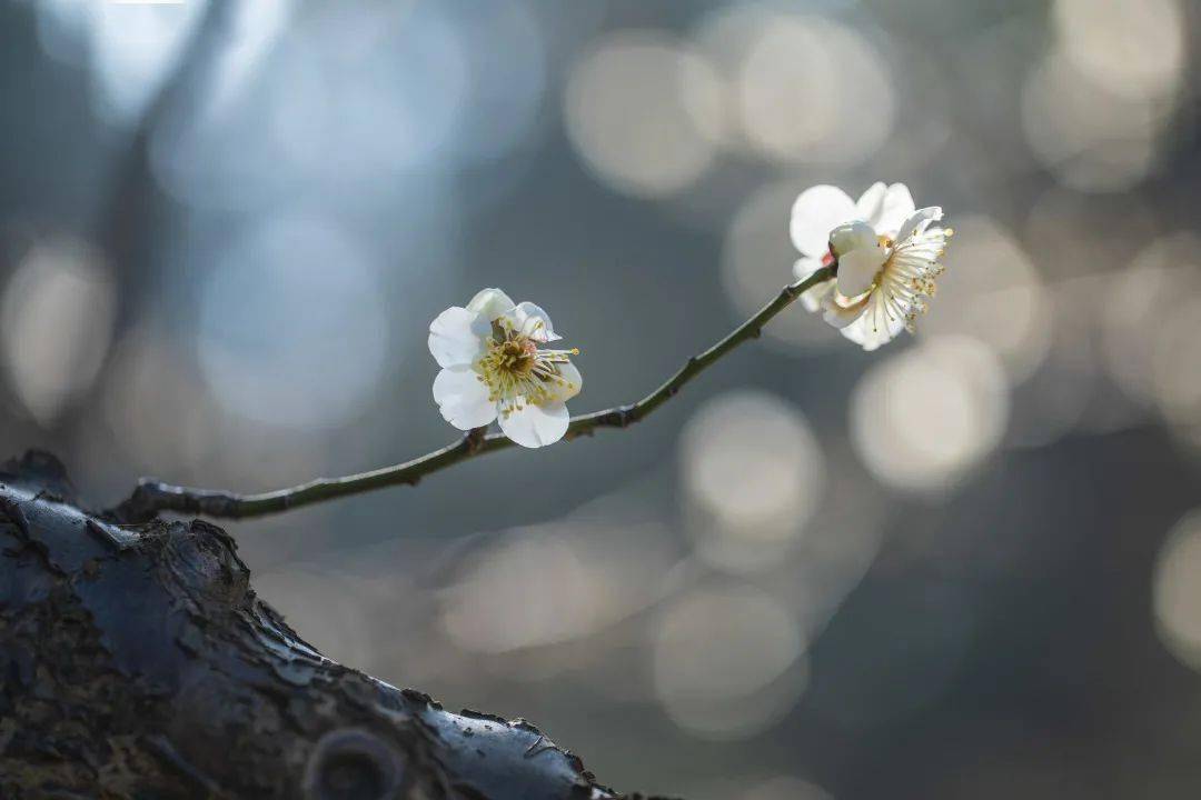 又逢赏梅好时节青浦最美梅花源get