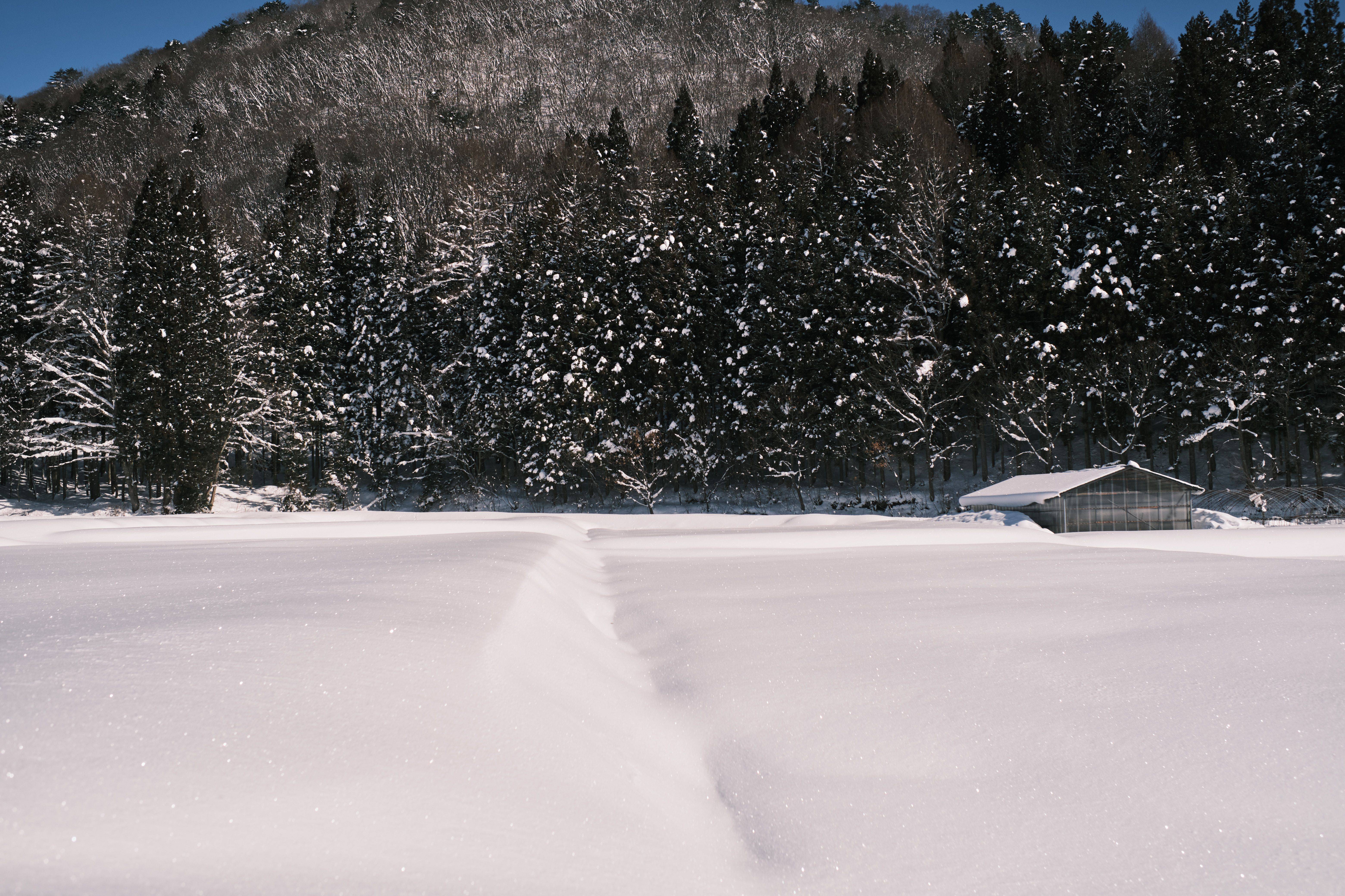 雪后的景色自然风景图片