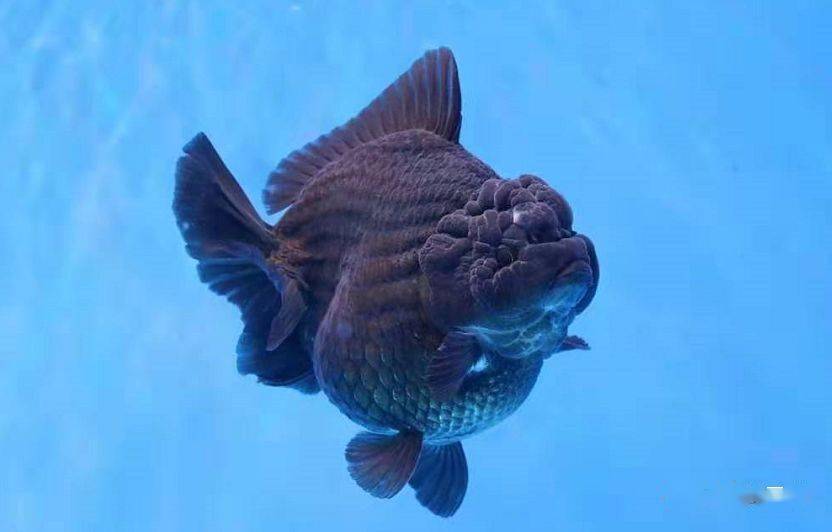 怎么养鱼不会生病 6e1bfc0fbdf84319bd6da31885e6e72a.jpeg