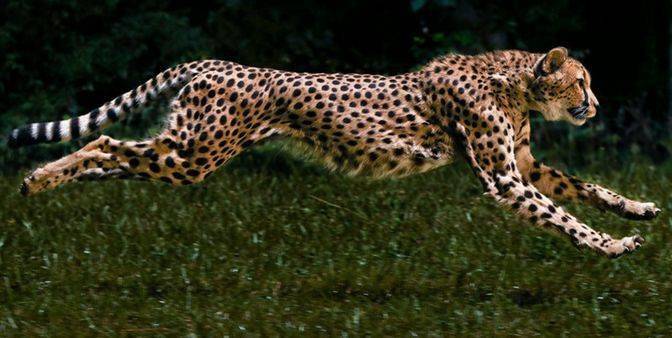 从世界上最快的奔跑者身上学到的游泳课_猎豹