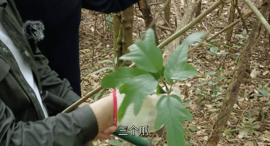 风湿骨痛,腰肌劳损……试试十万深山中的这味药_血管