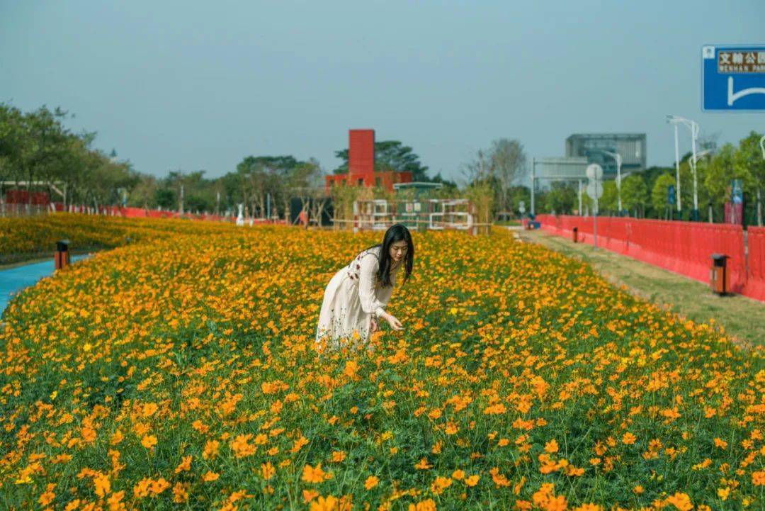 满城花开 南海春节赏花地图送上 约起 山茶花