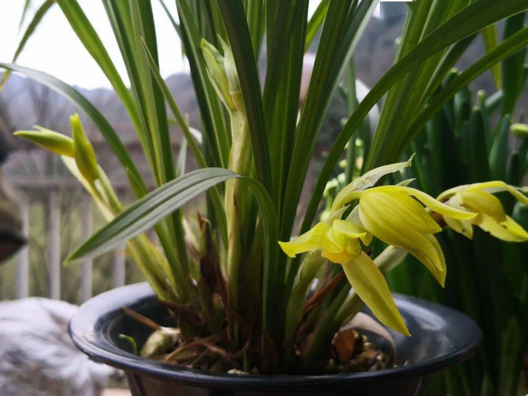 兰花的美,中国人最懂_孔子