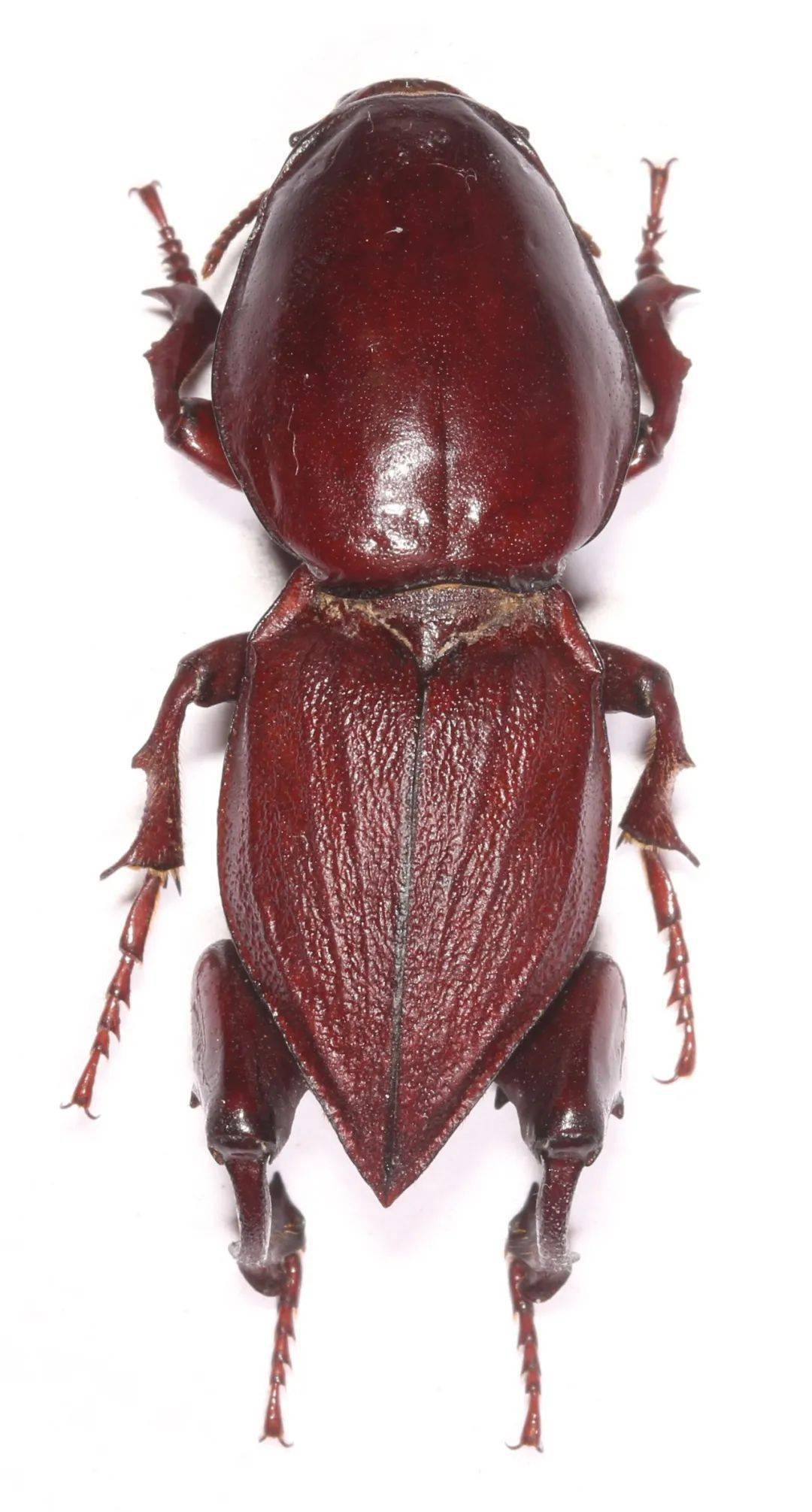 牛年有礼 | 听说你很"牛"_天牛