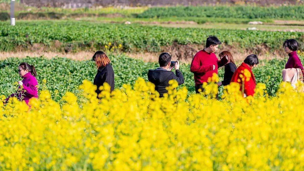 美图 | 重庆南川市民踏青赏花好春光