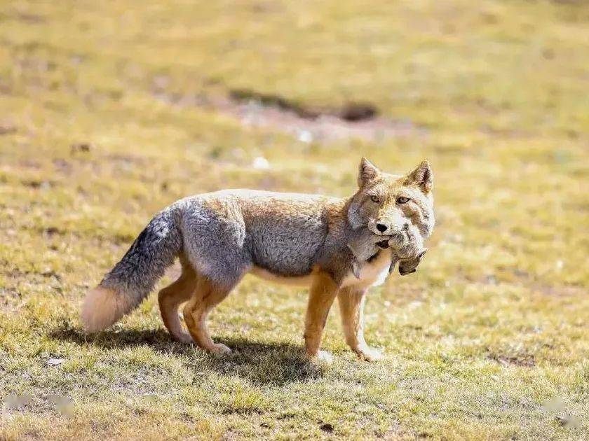 中国的野生犬科动物 赤狐