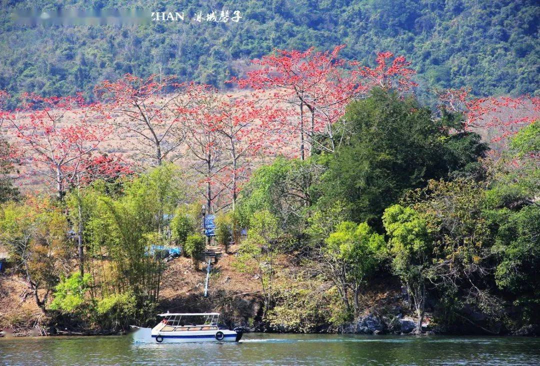 海南昌江:當木棉花遇見情人節_七叉鎮