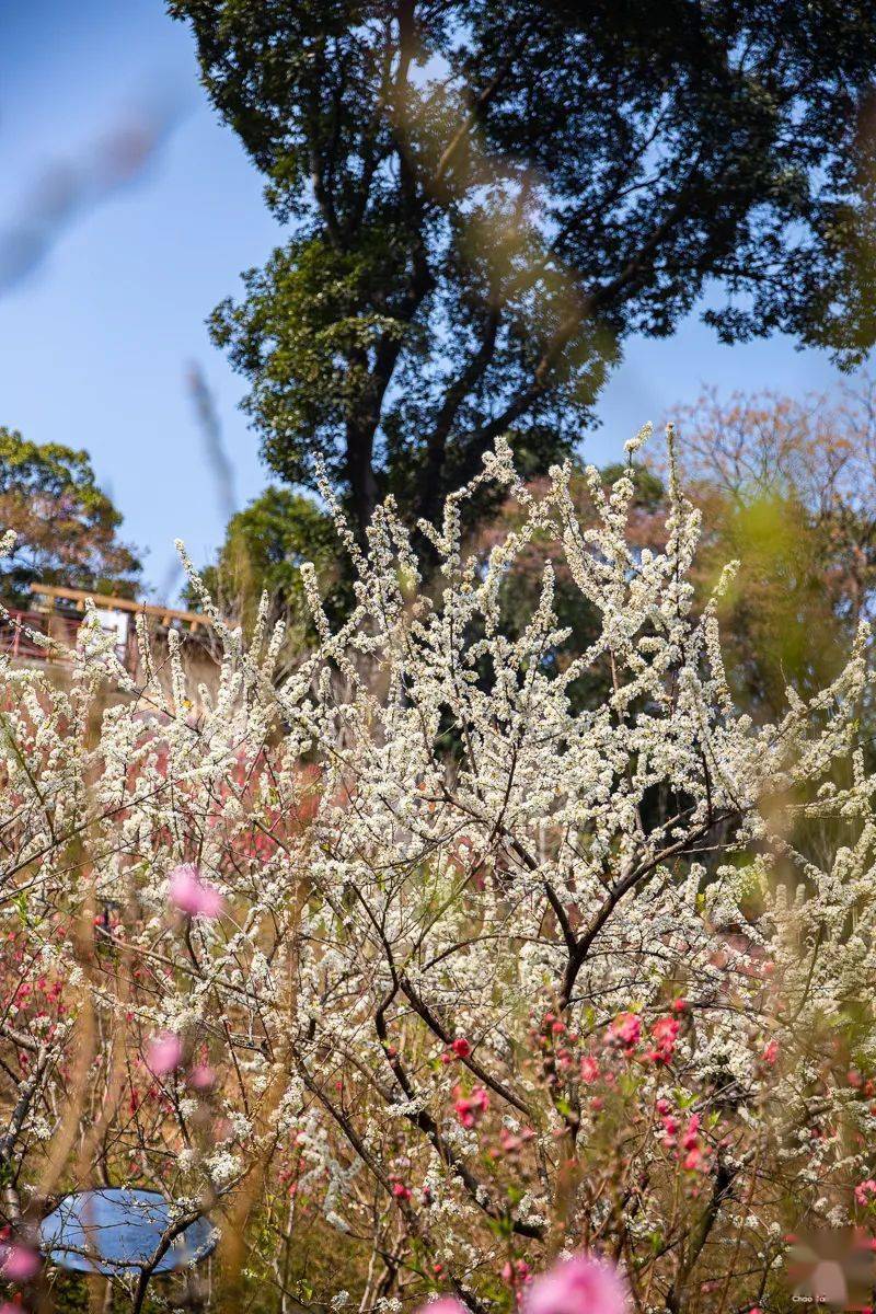 广州第一批桃花开了就在白云山还有两周赏花期