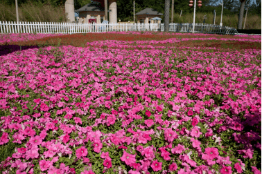 趣通州 | 牛年话牛!记得住乡愁,回不去的"老家"通县牛堡屯